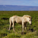 White horse on the grass field  screen for extension Chrome web store in OffiDocs Chromium