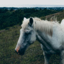 White Horse Standing on the Grass  screen for extension Chrome web store in OffiDocs Chromium