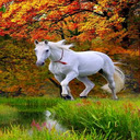 White horse wallpaper  screen for extension Chrome web store in OffiDocs Chromium