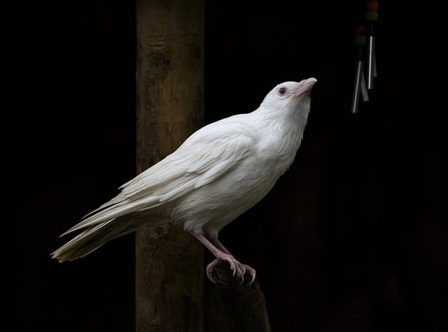 Free download white jackdaw albino albinism rare free picture to be edited with GIMP free online image editor