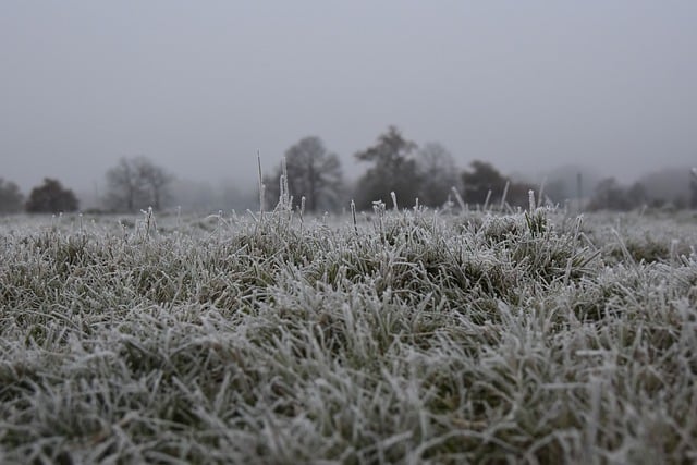 Gratis download witte gelei ijsvorst bevroren gras gratis foto om te bewerken met GIMP gratis online afbeeldingseditor