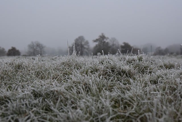 ດາວໂຫຼດຟຣີ ສີຂາວວຸ້ນກ້ອນ frost ຫຍ້າ frozen ຮູບພາບທີ່ຈະແກ້ໄຂດ້ວຍ GIMP ບັນນາທິການຮູບພາບອອນໄລນ໌ຟຣີ