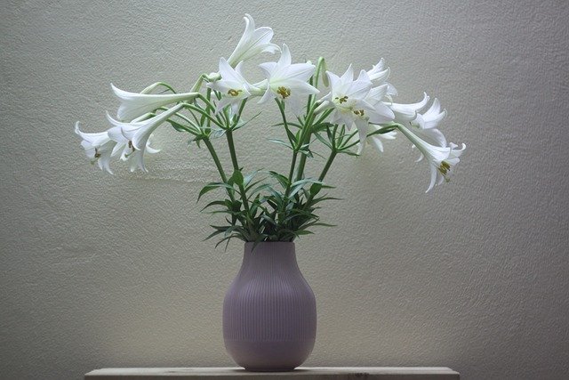 Free download white lily helios 44m7 mf lens free picture to be edited with GIMP free online image editor