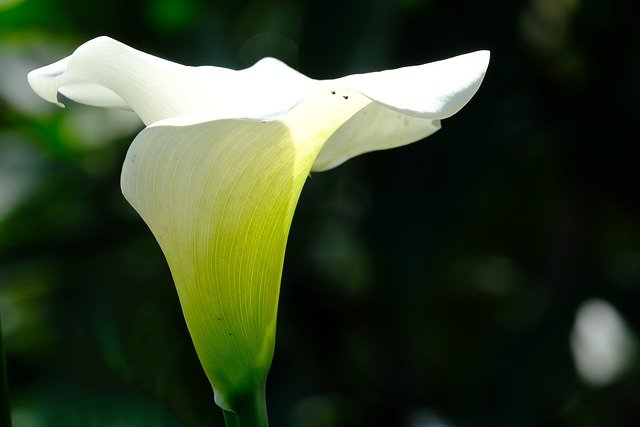 Free download white lily lily flower flora free picture to be edited with GIMP free online image editor