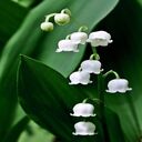 white lily of the valley wallpaper  screen for extension Chrome web store in OffiDocs Chromium