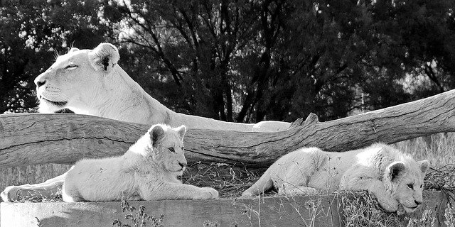 Free download White Lion Babies Mother -  free photo or picture to be edited with GIMP online image editor