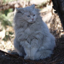 White lion cat  screen for extension Chrome web store in OffiDocs Chromium