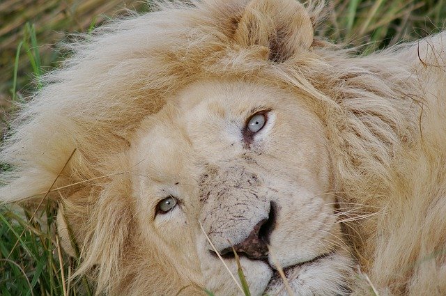 Unduh gratis White Lion Lioness - foto atau gambar gratis untuk diedit dengan editor gambar online GIMP
