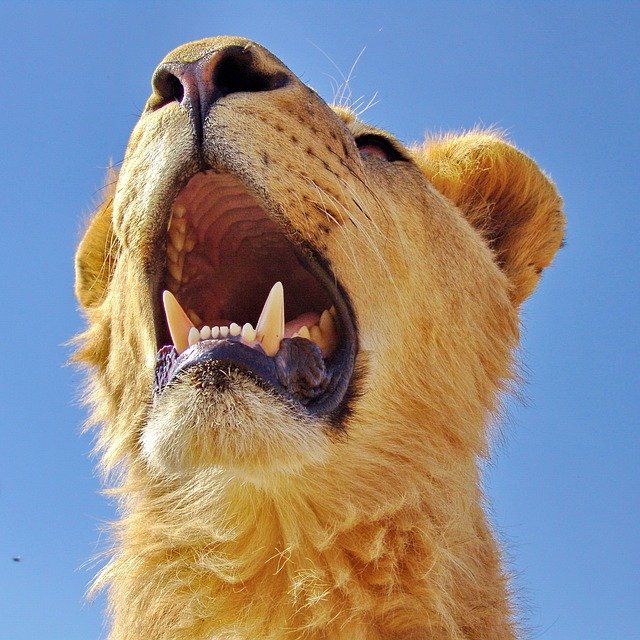Téléchargement gratuit White Lion Portrait - photo ou image gratuite à éditer avec l'éditeur d'images en ligne GIMP