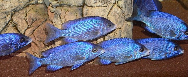 Free download whitelips placido chromis phenochilus free picture to be edited with GIMP free online image editor