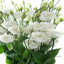 White Lisianthus wallpaper  screen for extension Chrome web store in OffiDocs Chromium