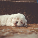 White Little Dog Sleeping  screen for extension Chrome web store in OffiDocs Chromium
