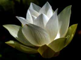Free download White Lotus Edit free photo or picture to be edited with GIMP online image editor