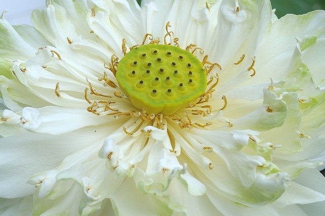 Free download White Lotus Stamen -  free photo or picture to be edited with GIMP online image editor