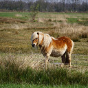 White maned horse  screen for extension Chrome web store in OffiDocs Chromium