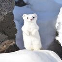white mink wallpaper  screen for extension Chrome web store in OffiDocs Chromium