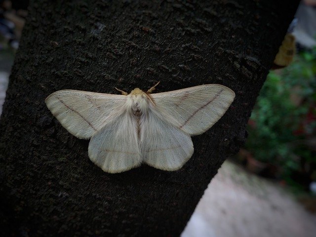 Template Photo White Moth Tree -  for OffiDocs
