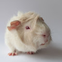 White Mouse  screen for extension Chrome web store in OffiDocs Chromium