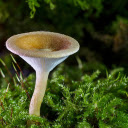 White mushroom  screen for extension Chrome web store in OffiDocs Chromium