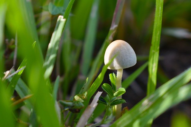 Free picture White Mushroom Green -  to be edited by GIMP free image editor by OffiDocs