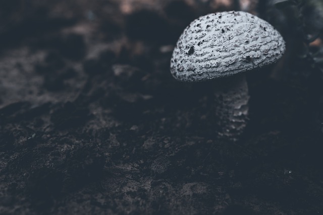 Free download white mushroom mushroom fungus free picture to be edited with GIMP free online image editor