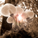 White mushrooms  screen for extension Chrome web store in OffiDocs Chromium