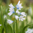 White orchids  screen for extension Chrome web store in OffiDocs Chromium