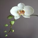 white orchid wallpaper  screen for extension Chrome web store in OffiDocs Chromium