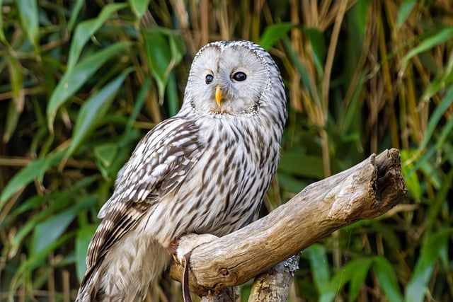 Free download white owl owl bird of prey free picture to be edited with GIMP free online image editor