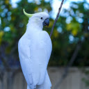 White parrot  screen for extension Chrome web store in OffiDocs Chromium