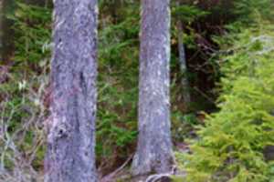 Free download White Pass 4 247 free photo or picture to be edited with GIMP online image editor