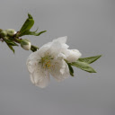 White Peach  screen for extension Chrome web store in OffiDocs Chromium
