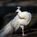 White peacock  screen for extension Chrome web store in OffiDocs Chromium