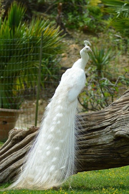 Free download white peacock peacock bird peafowl free picture to be edited with GIMP free online image editor