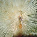 White peacock spreads its wings  screen for extension Chrome web store in OffiDocs Chromium