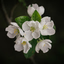 white pearl flower  screen for extension Chrome web store in OffiDocs Chromium