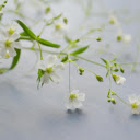 White Petaled Flower  screen for extension Chrome web store in OffiDocs Chromium