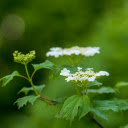 White pigweed  screen for extension Chrome web store in OffiDocs Chromium White pigweed  screen for extension Chrome web store in OffiDocs Chromium