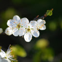 White plum blossoms  screen for extension Chrome web store in OffiDocs Chromium
