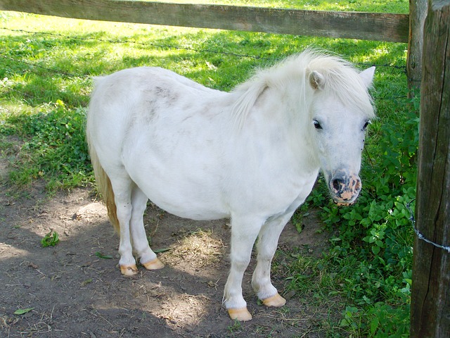 Free download white pony white tiny horse ungulate free picture to be edited with GIMP free online image editor