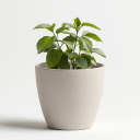 White pot with green plants  screen for extension Chrome web store in OffiDocs Chromium
