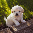 White puppy  screen for extension Chrome web store in OffiDocs Chromium