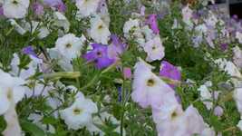 Free download White Purple Petunia Flowers Of -  free video to be edited with OpenShot online video editor