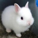 white rabbit wallpaper  screen for extension Chrome web store in OffiDocs Chromium