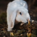 White Rabbit with Blue Eyes  screen for extension Chrome web store in OffiDocs Chromium