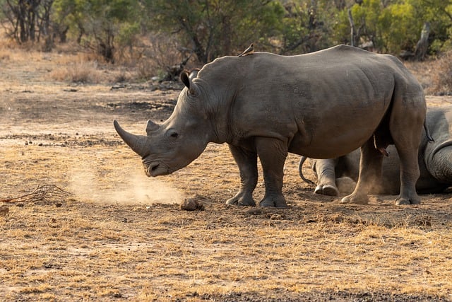 Bezpłatne pobieranie białego nosorożca nosorożca afrykańskiego róg bezpłatne zdjęcie do edycji za pomocą bezpłatnego edytora obrazów online GIMP