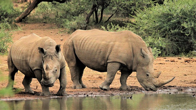 Free download white rhino drinking giants couple free picture to be edited with GIMP free online image editor