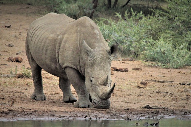 Free download white rhino drinking water free picture to be edited with GIMP free online image editor