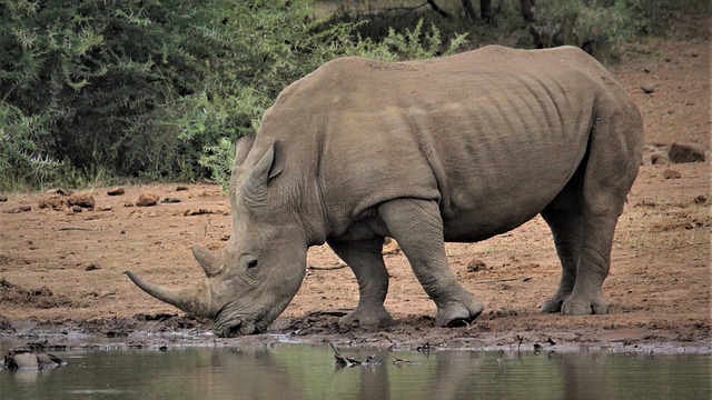 Free download white rhino drinking water hole free picture to be edited with GIMP free online image editor