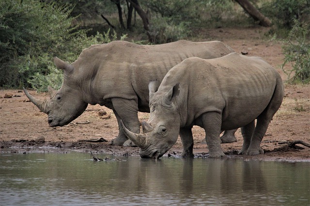Free download white rhino giants couple drinking free picture to be edited with GIMP free online image editor